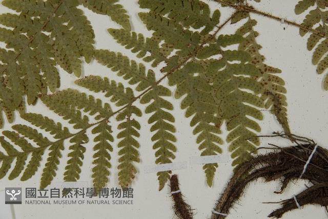 愛德氏肋毛蕨藏品圖，第5張