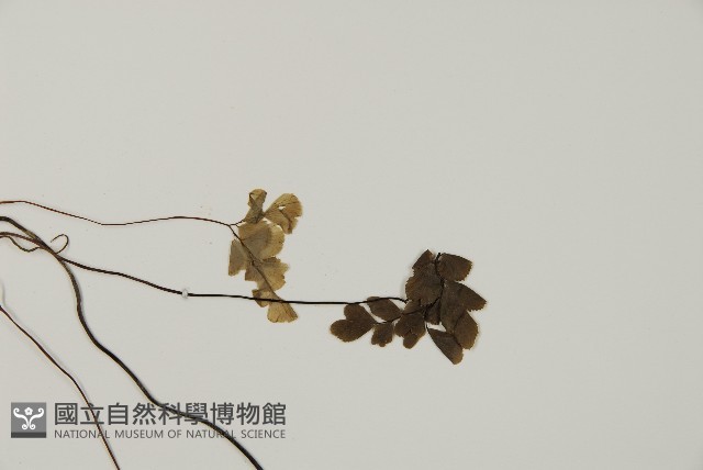 扇葉鐵線蕨藏品圖，第4張