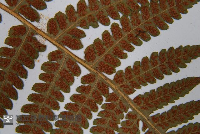 東洋蹄蓋蕨藏品圖，第5張