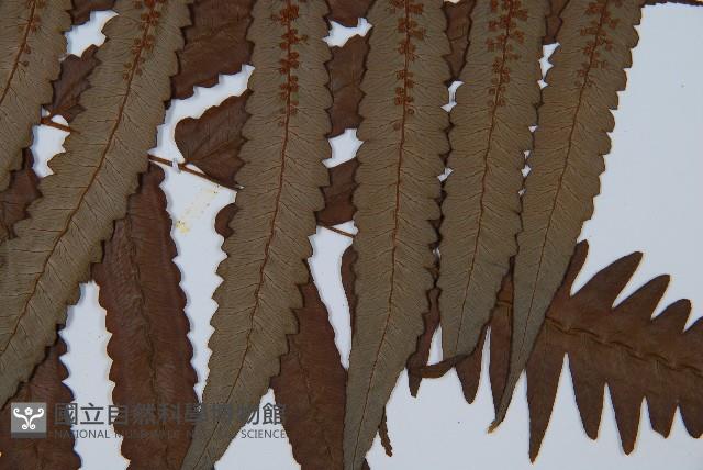 Accession Number:P001247 Collection Image, Figure 5, Total 5 Figures