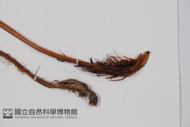 兩色鱗毛蕨藏品圖，第5張