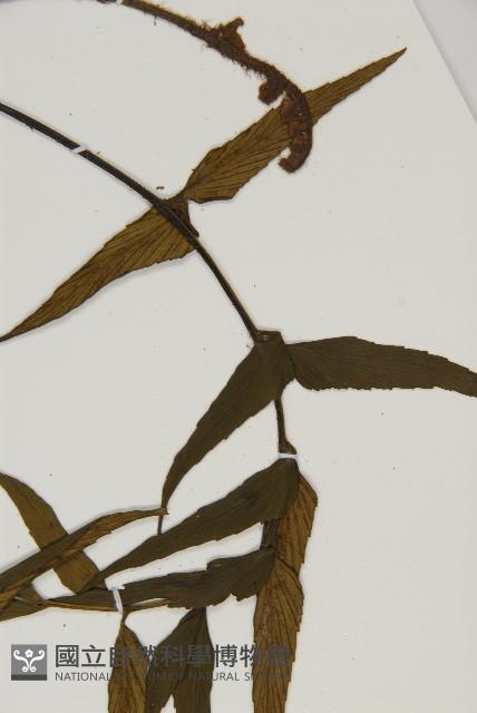 鐮葉鐵角蕨藏品圖，第5張