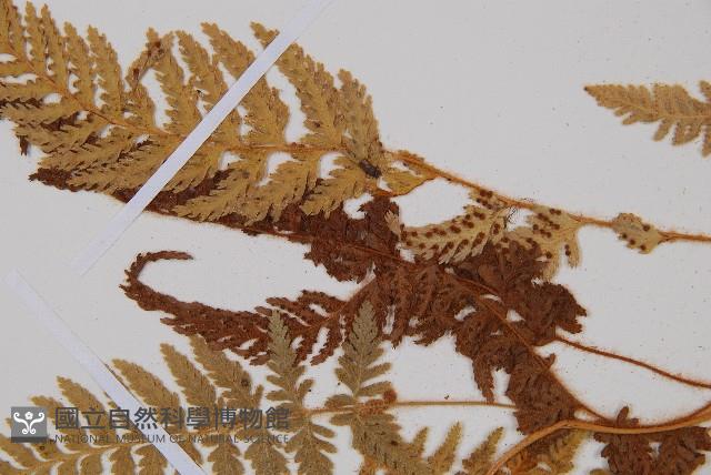 Accession Number:P002977 Collection Image, Figure 5, Total 5 Figures