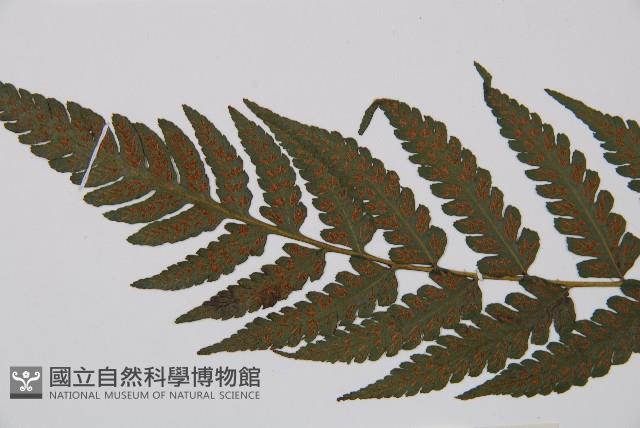 江南短腸蕨藏品圖，第4張