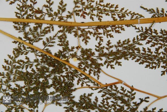 彎柄假複葉耳蕨藏品圖，第5張