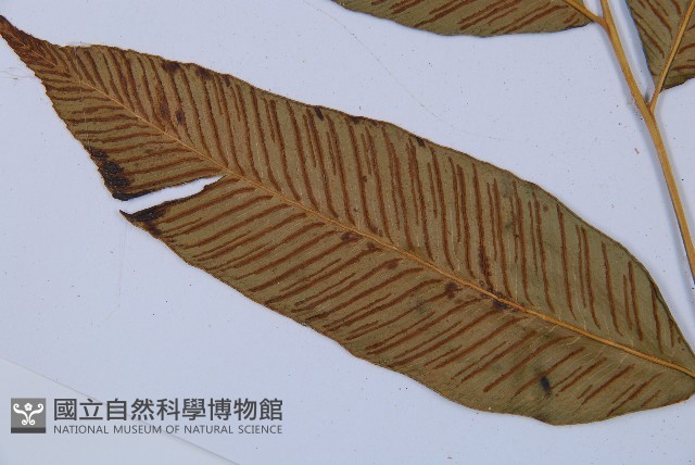 細柄雙蓋蕨藏品圖，第5張