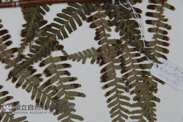 Accession Number:P002777 Collection Image, Figure 5, Total 5 Figures