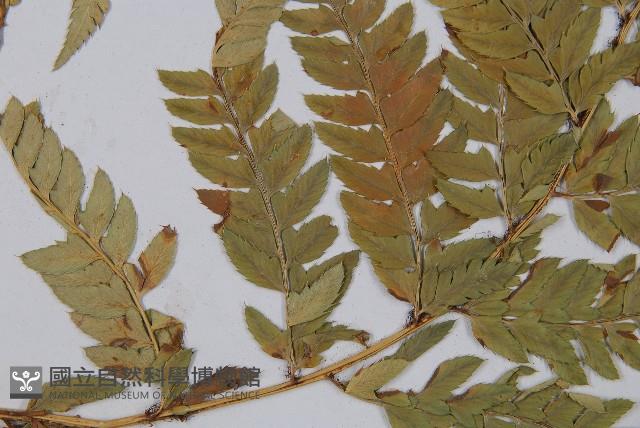 登錄號:P003777藏品圖，第5張