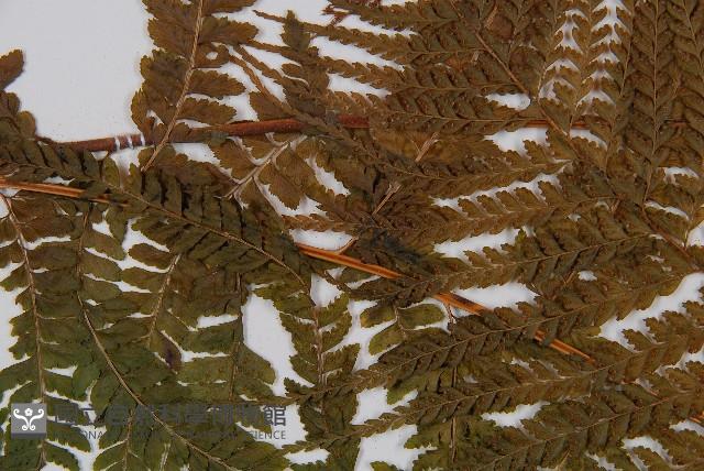 粗毛鱗蓋蕨藏品圖，第5張