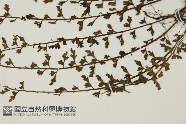 鱗柄鐵角蕨藏品圖，第5張