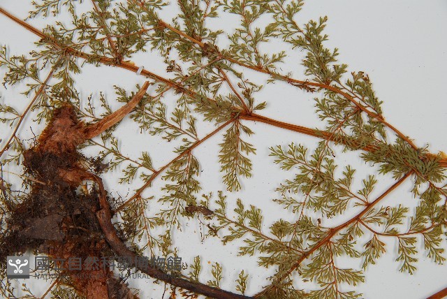 台灣小膜蓋蕨藏品圖，第4張