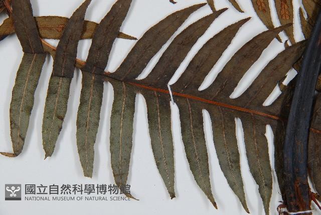 生芽狗脊蕨、頂芽狗脊蕨藏品圖，第5張