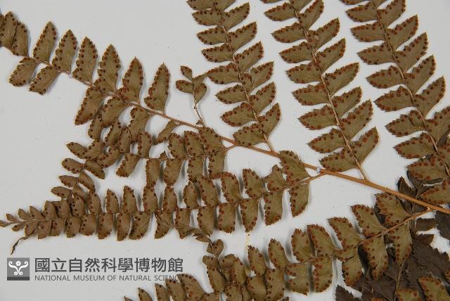 斜方複葉耳蕨藏品圖，第4張