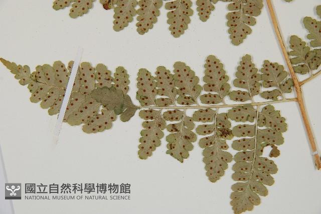 哈氏假複葉耳蕨藏品圖，第5張