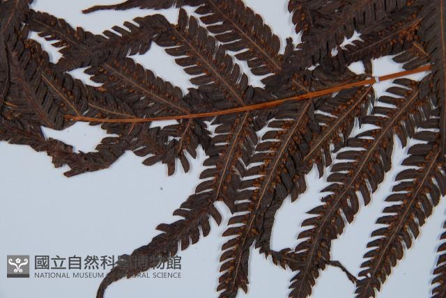 金狗毛蕨藏品圖，第4張