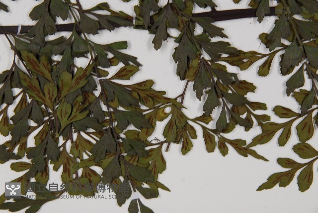 大黑柄鐵角蕨藏品圖，第8張