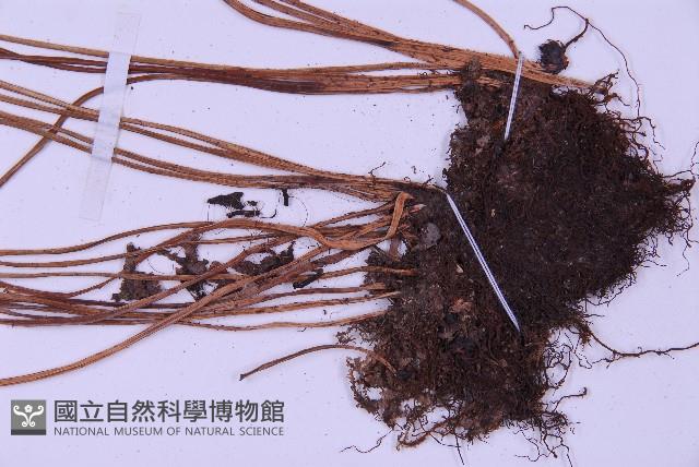 長生鐵角蕨藏品圖，第5張