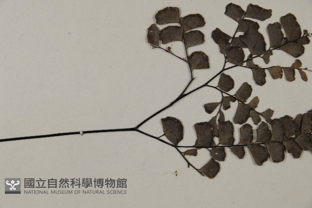 扇葉鐵線蕨藏品圖，第4張