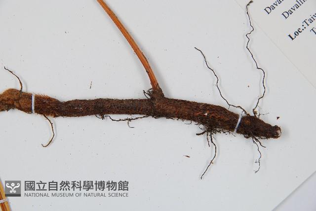 闊葉骨碎補藏品圖，第5張