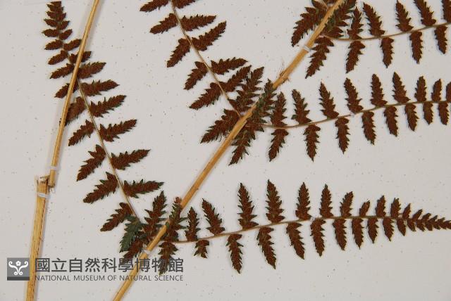 對生蹄蓋蕨藏品圖，第5張