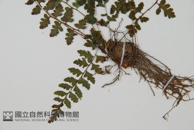 宿蹄蓋蕨藏品圖，第5張