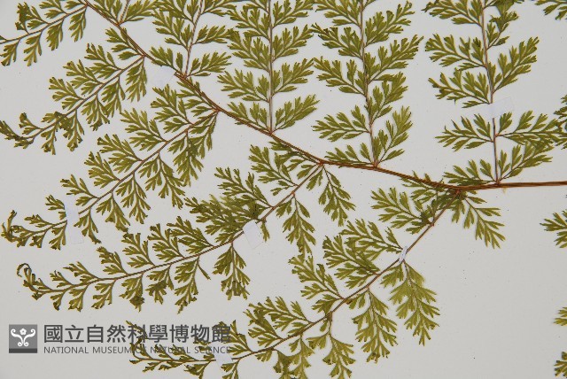 台灣小膜蓋蕨藏品圖，第2張