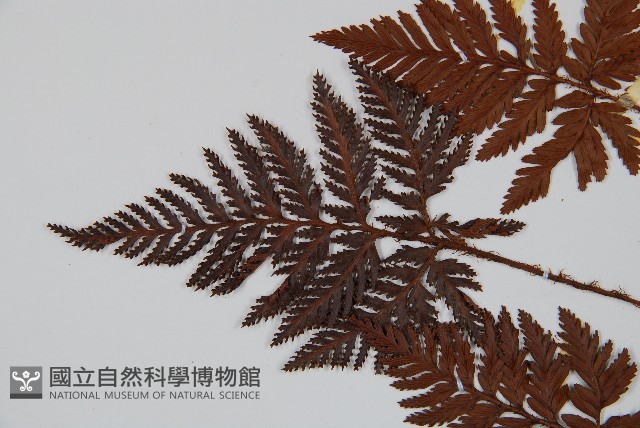 鱗葉陰石蕨藏品圖，第5張