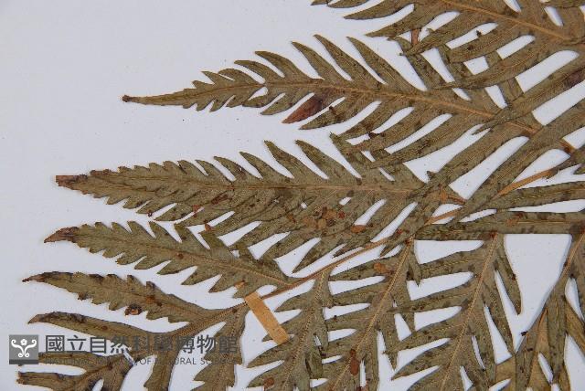 臺灣狗脊蕨藏品圖，第4張