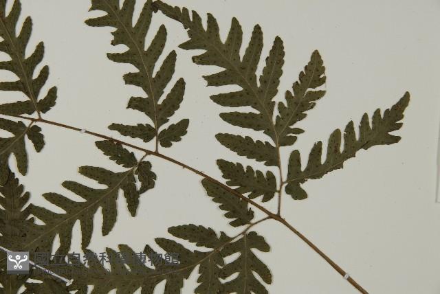 薄葉擬肋毛蕨藏品圖，第4張