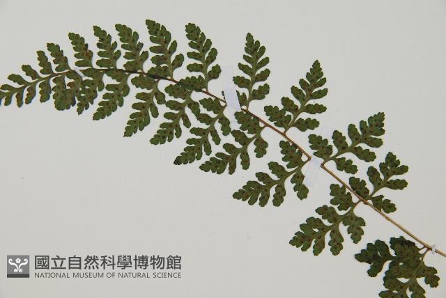 宿蹄蓋蕨藏品圖，第5張