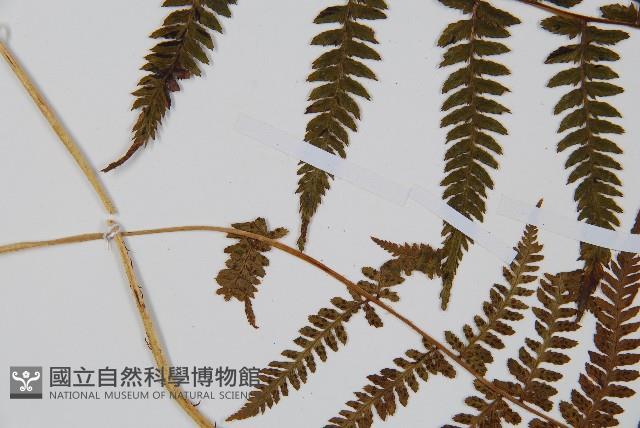 禾稈蹄蓋蕨藏品圖，第5張