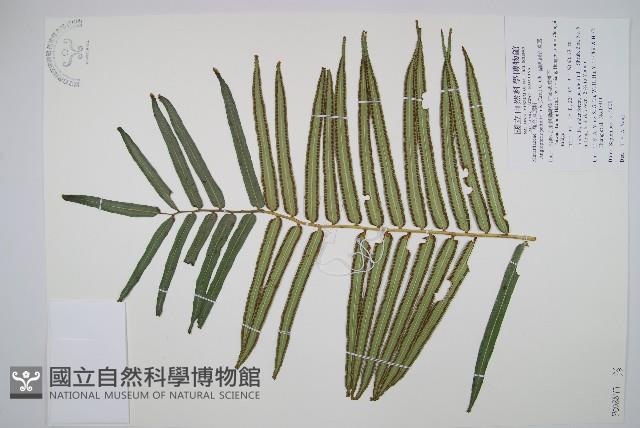 蘭嶼觀音座蓮藏品圖，第5張