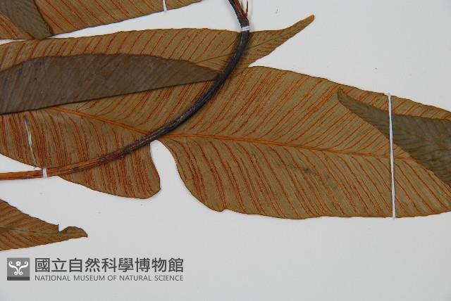 Accession Number:P008977 Collection Image, Figure 5, Total 5 Figures