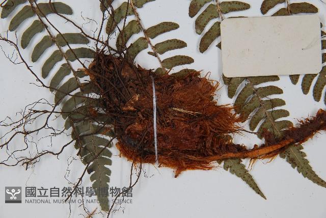 闊鱗鱗毛蕨藏品圖，第5張