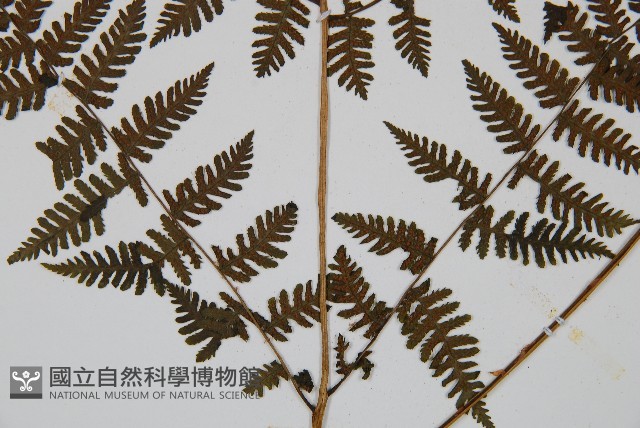 大葉貞蕨藏品圖，第5張