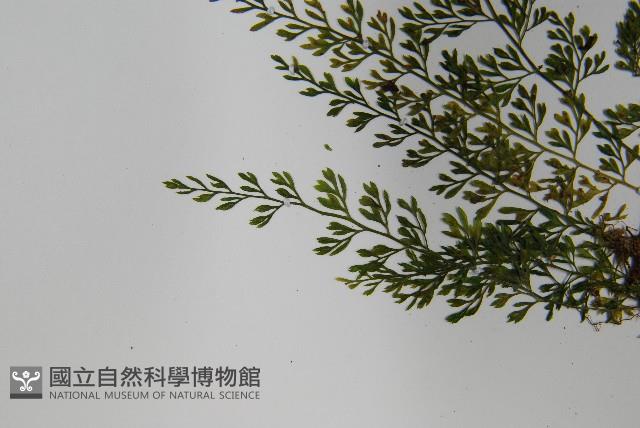 薄葉鐵角蕨藏品圖，第5張