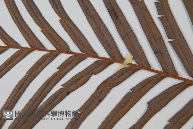 烏毛蕨藏品圖，第4張