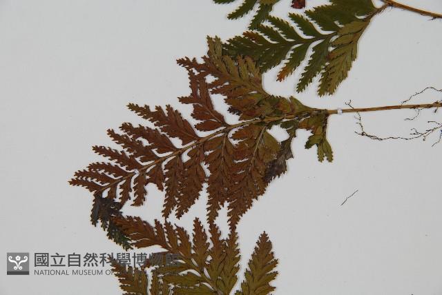 鱗葉陰石蕨藏品圖，第5張