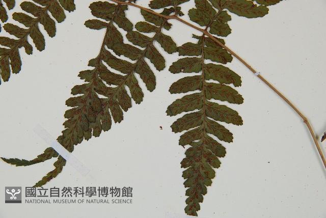 阿里山蹄蓋蕨藏品圖，第5張