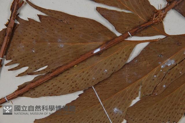 披針貫眾蕨藏品圖，第5張