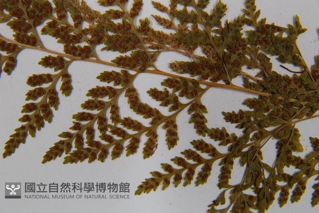 冷蕨藏品圖，第4張