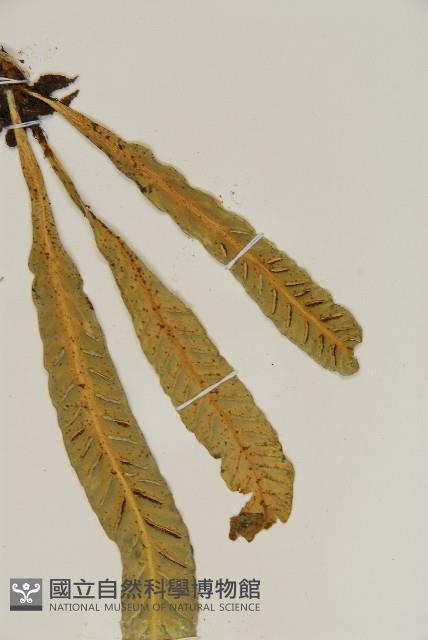 叢葉鐵角蕨藏品圖，第8張