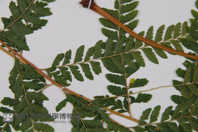 克氏鱗蓋蕨藏品圖，第5張