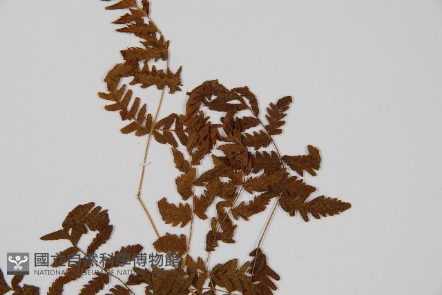 細裂羽節蕨藏品圖，第5張