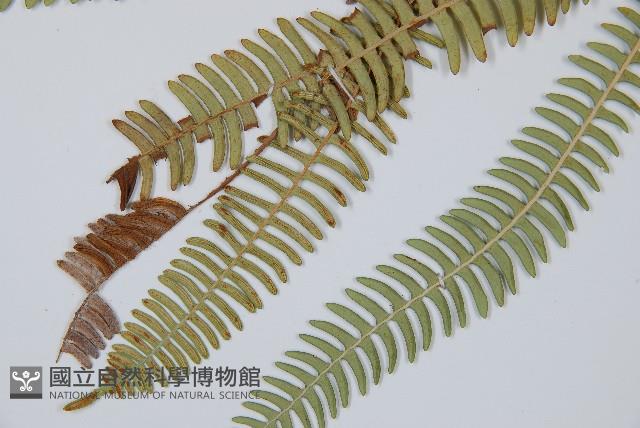 登錄號:P008087藏品圖，第5張