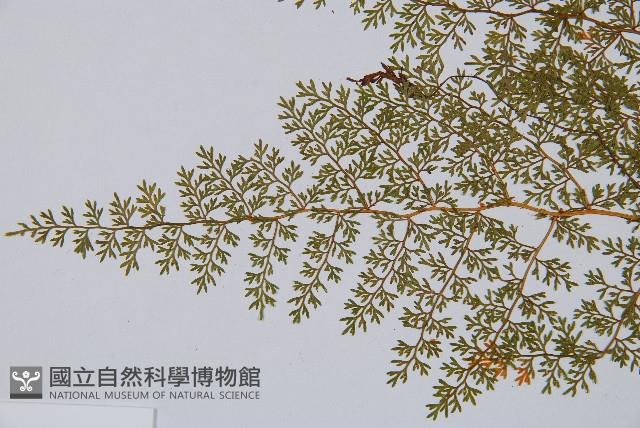 宿枝小膜蓋蕨藏品圖，第5張