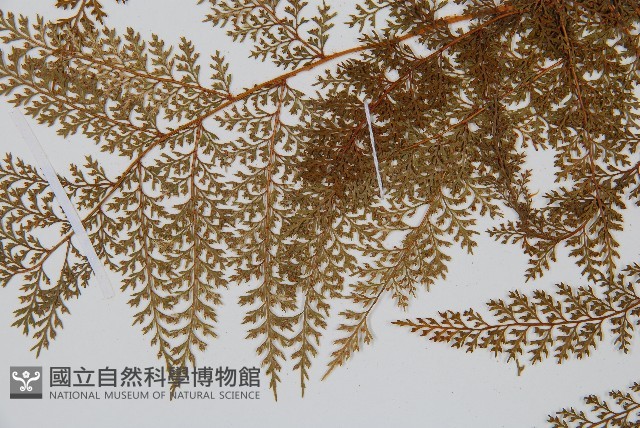 台灣小膜蓋蕨藏品圖，第5張
