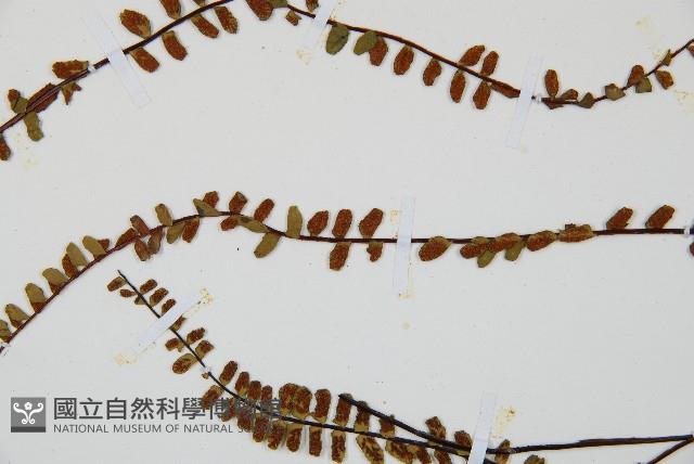 鐵角蕨藏品圖，第5張