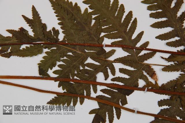 毛葉軸脈蕨藏品圖，第5張