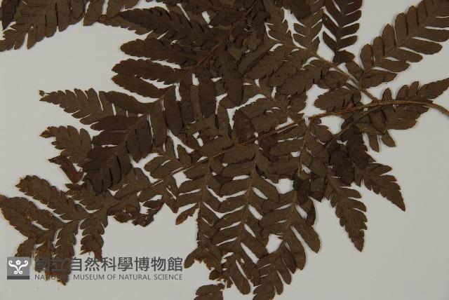 肋毛蕨藏品圖，第5張